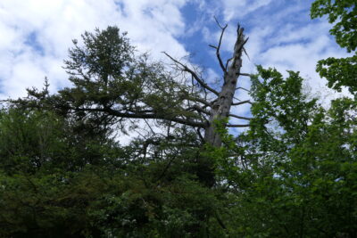 Agrandir l'image 26702 sur 16, fenêtre modale