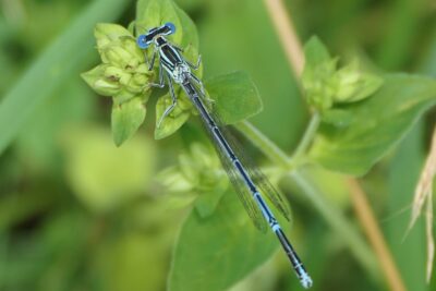 Agrandir l'image 26706 sur 16, fenêtre modale