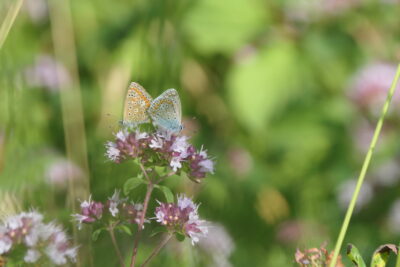 Agrandir l'image 26707 sur 16, fenêtre modale
