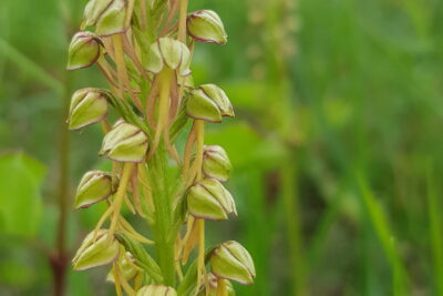 Agrandir l'image 26712 sur 16, fenêtre modale