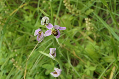 Agrandir l'image 26708 sur 16, fenêtre modale