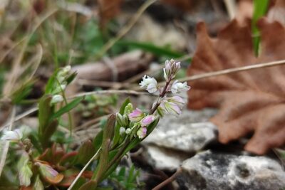Agrandir l'image 26709 sur 16, fenêtre modale