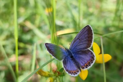 Agrandir l'image 26711 sur 16, fenêtre modale