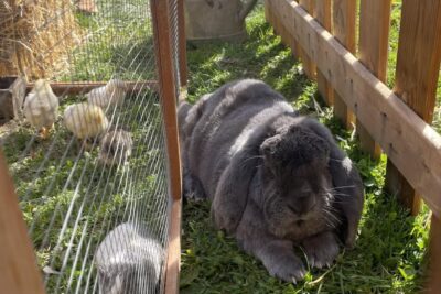 Agrandir l'image 29079 sur 13, fenêtre modale