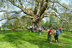 Groupe de marcheurs se reposant en dessous d'un très bel arbre