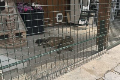 Agrandir l'image 24832 sur 4, fenêtre modale