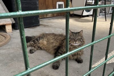 Agrandir l'image 24833 sur 4, fenêtre modale