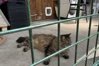 Agrandir l'image 24834 sur 4, fenêtre modale